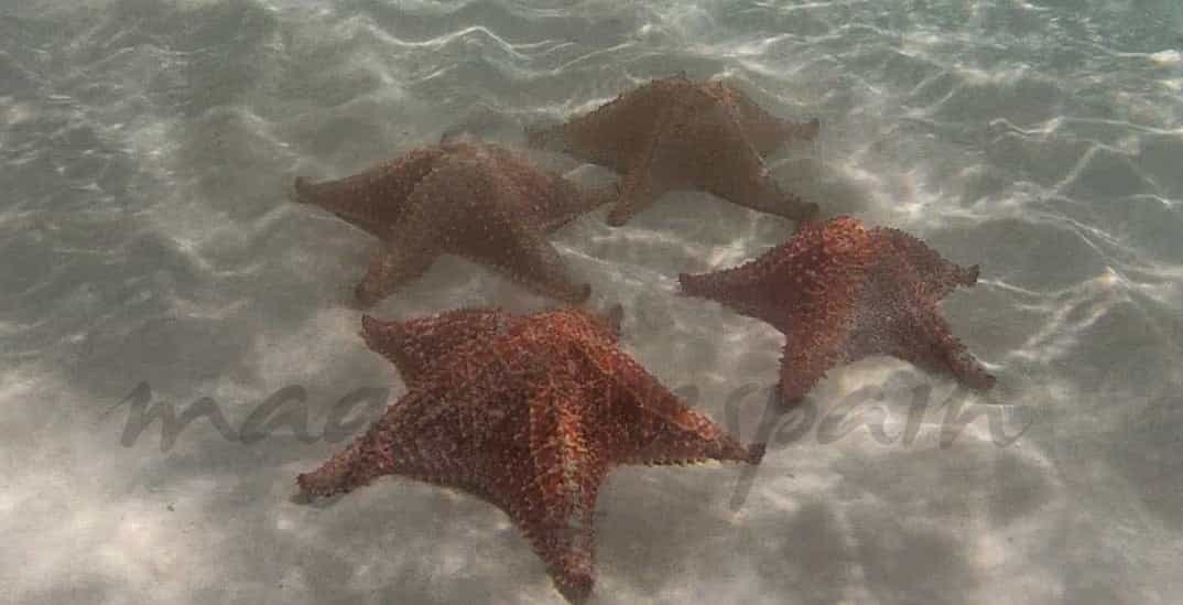 Estrellas de mar 