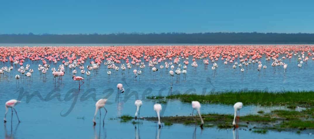 Flamencos-Kenia