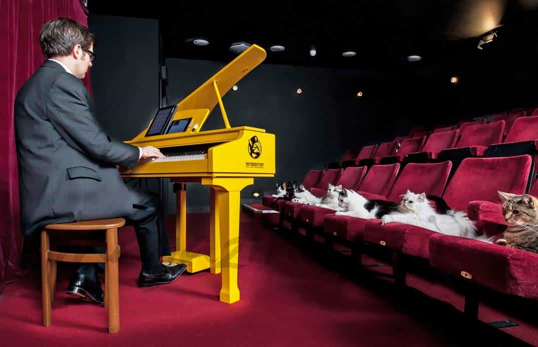 Gatos-pianistas-1