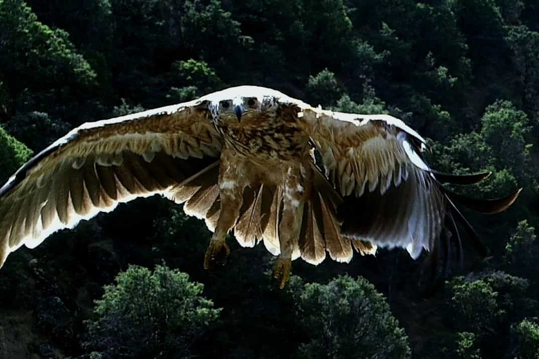 Aguila Imperial juvenil (Aquila Adalberti), posandose en territorio de caza de los progenitores.