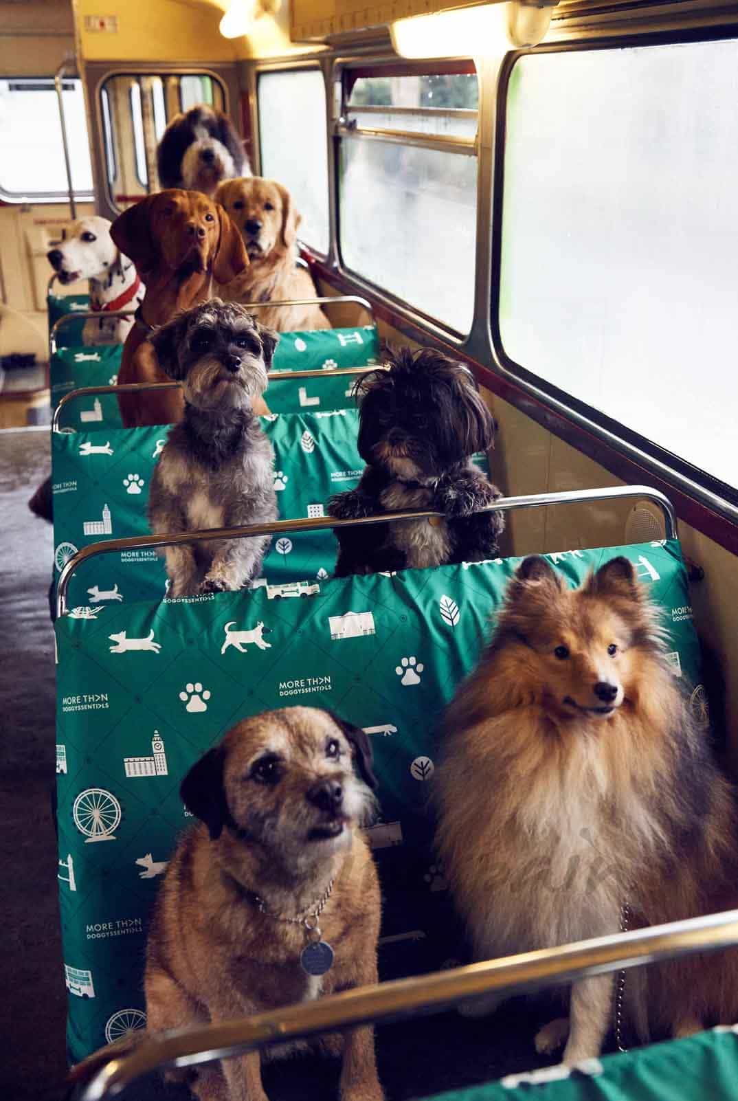 primer autobus para perros del mundo