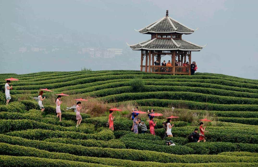 campos de te en china