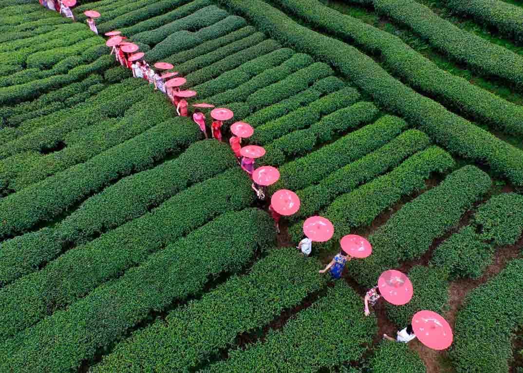 campos de te en china