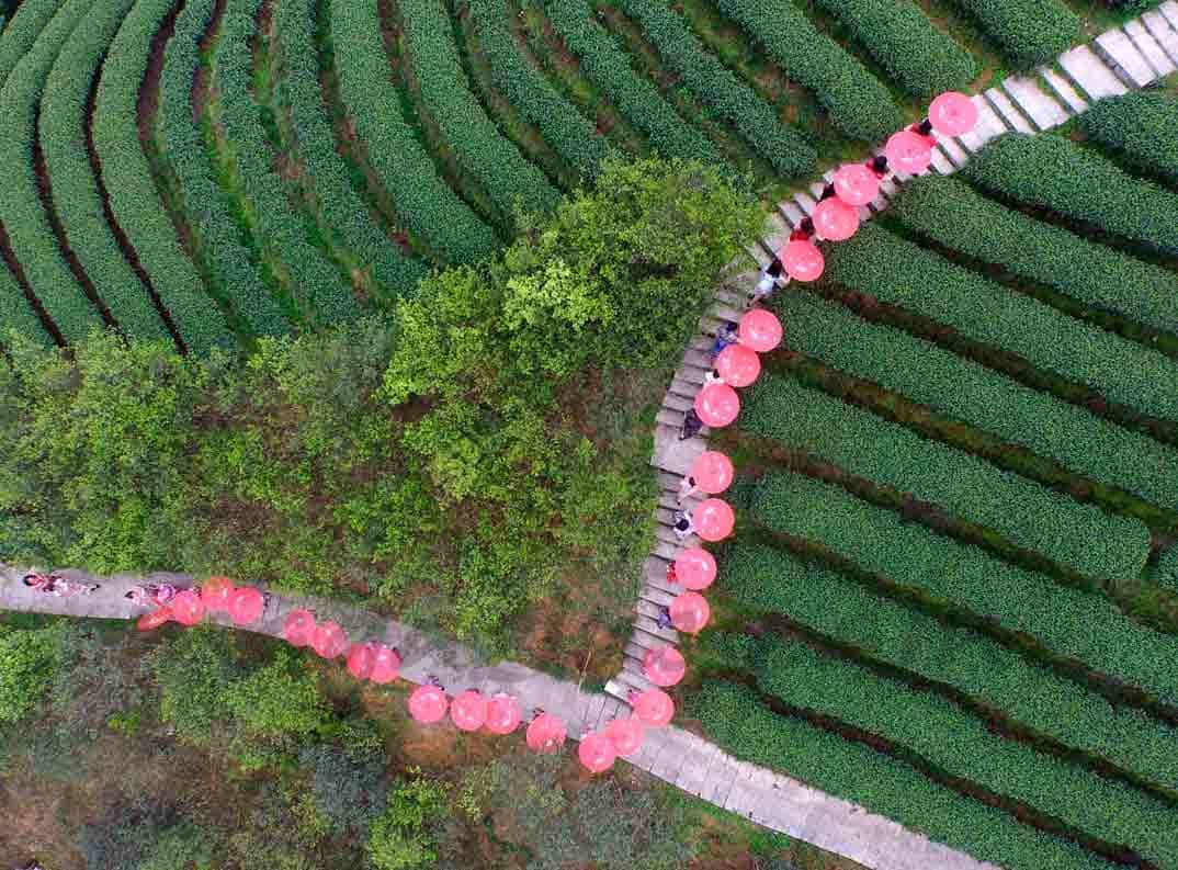 campos de te en china
