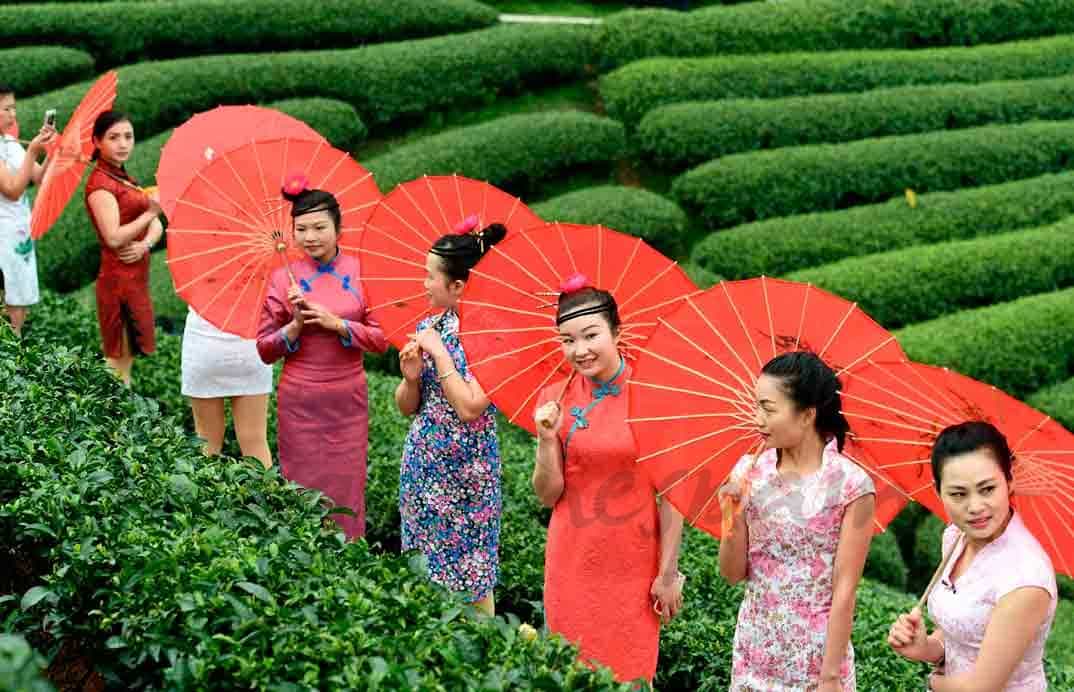 campos de te en china