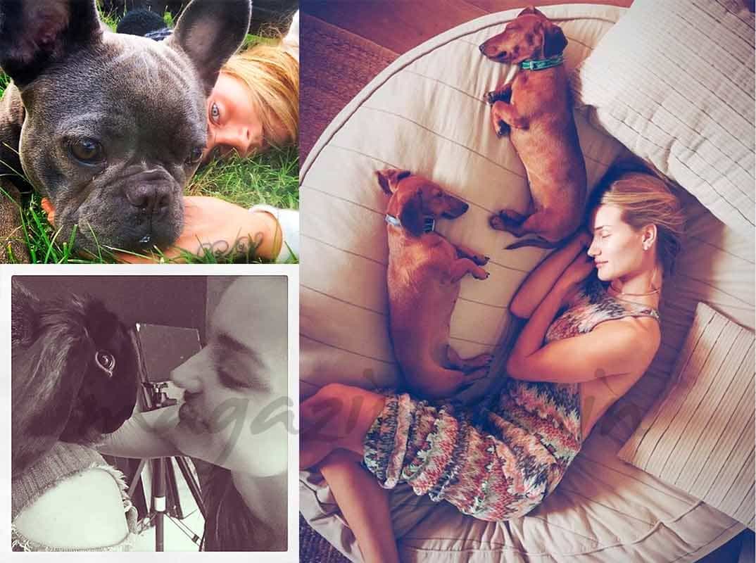 celebrities-social-media-pets