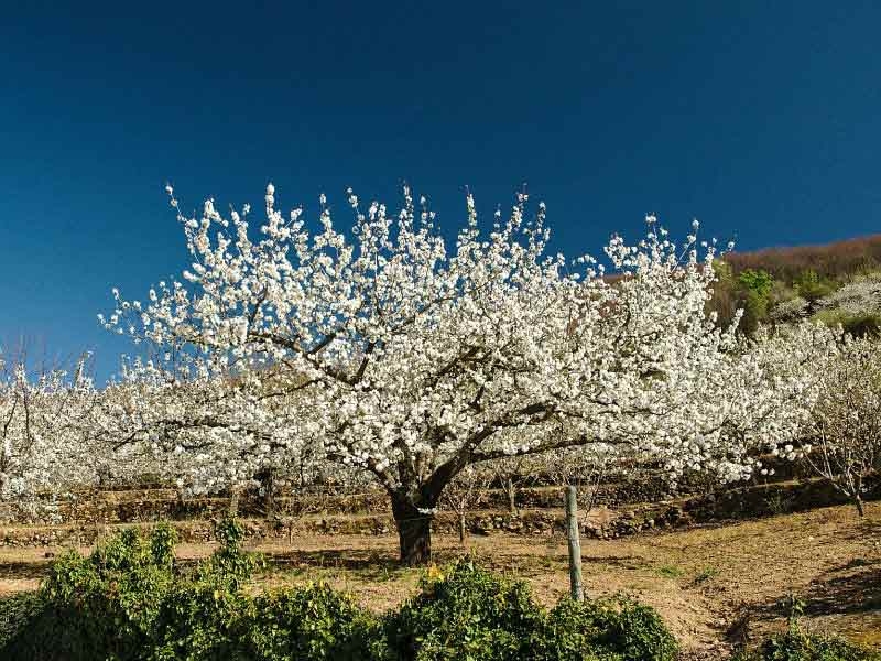 Cerezo en flor © Turismo Valle del Jerte