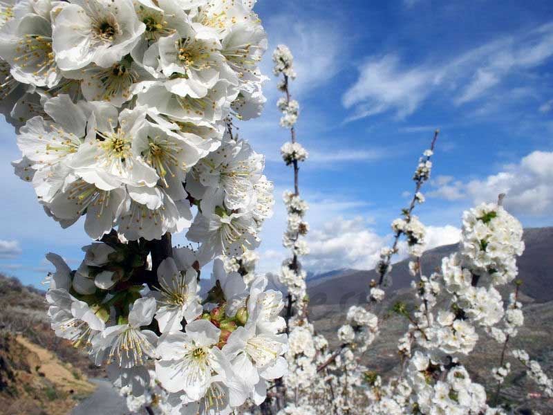 Cerezo en flor © Turismo Valle del Jerte