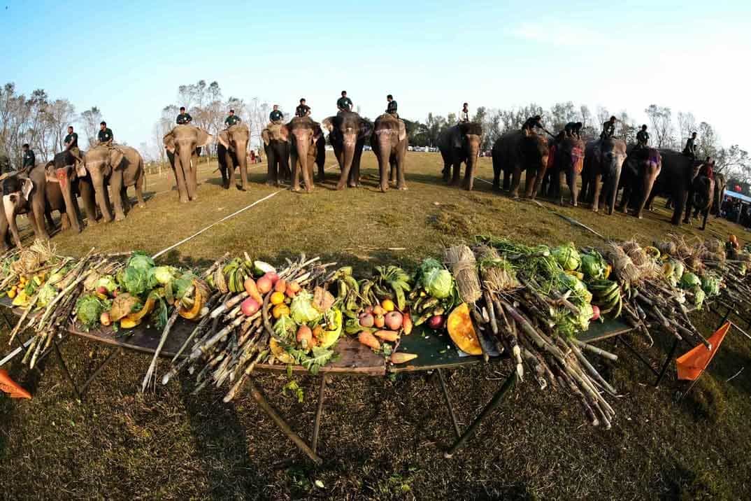 elefantes-de-picnic