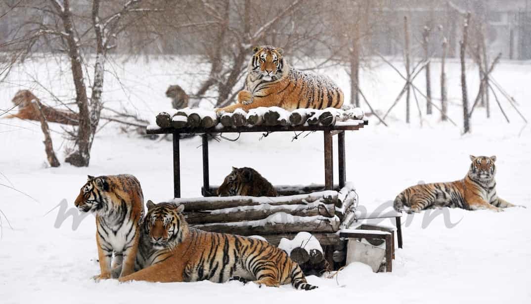 tigres-en-la-nieve-