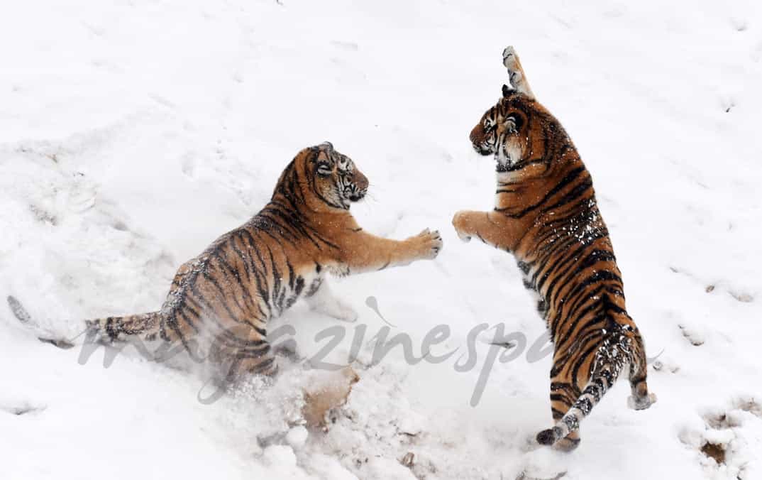 tigres-en-la-nieve-