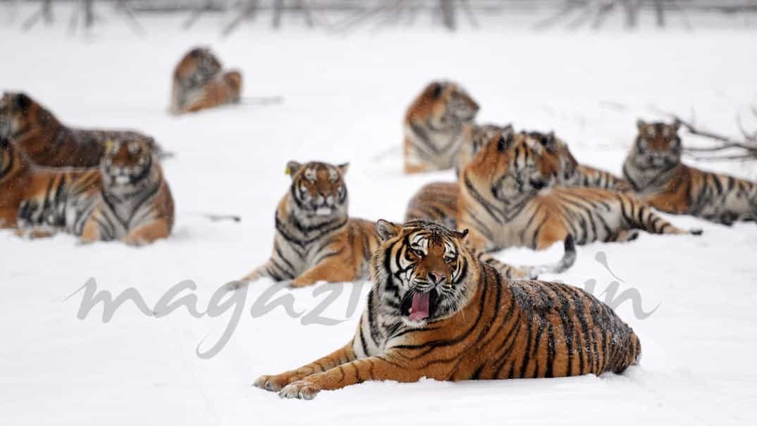 tigres-en-la-nieve-