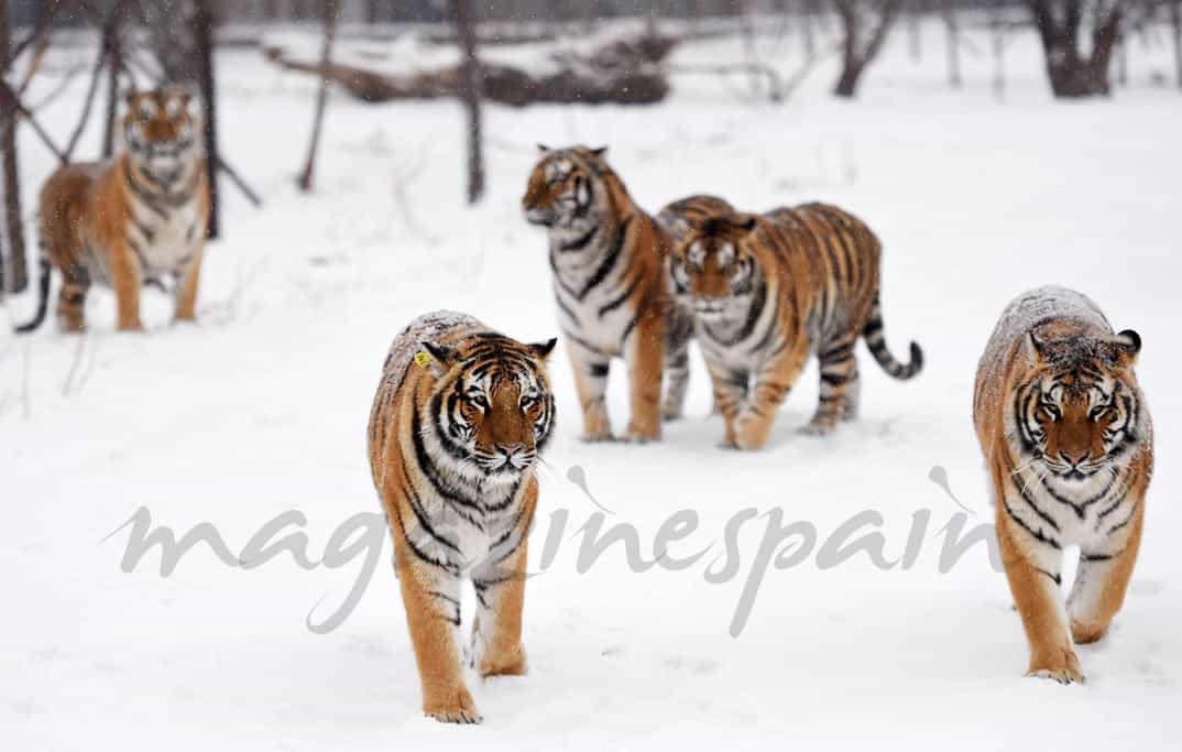 tigres-en-la-nieve-