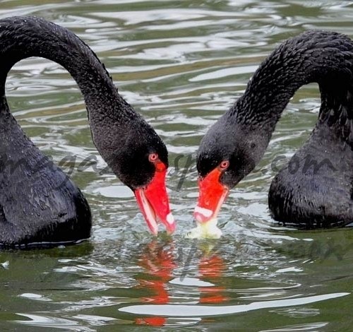 San Valentin  » muy animado «