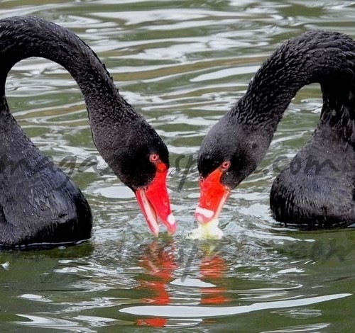 San Valentin  ” muy animado “