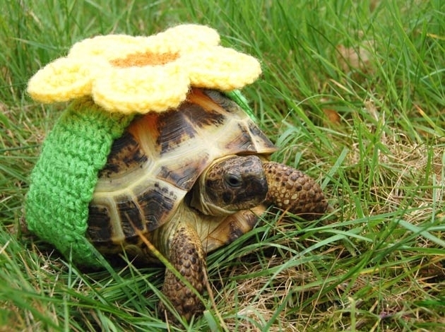 Moda primaveral para las tortugas más coquetas