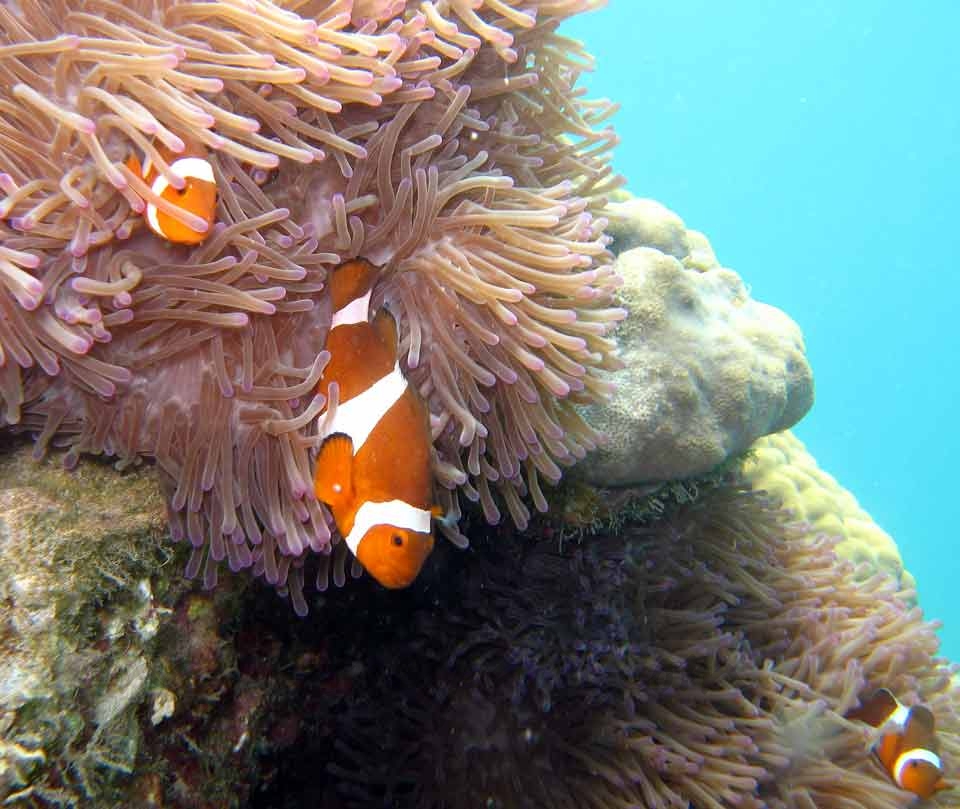Clownfish (pez payaso entre corales) Clownfish (pez payaso entre corales)
