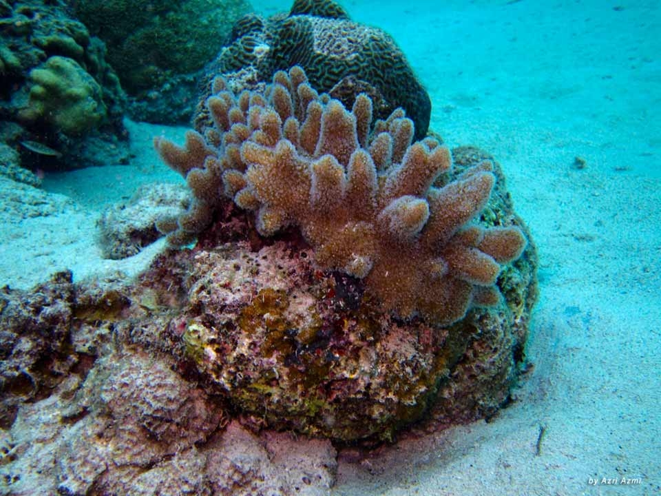 Arrecifes de coral en Redang