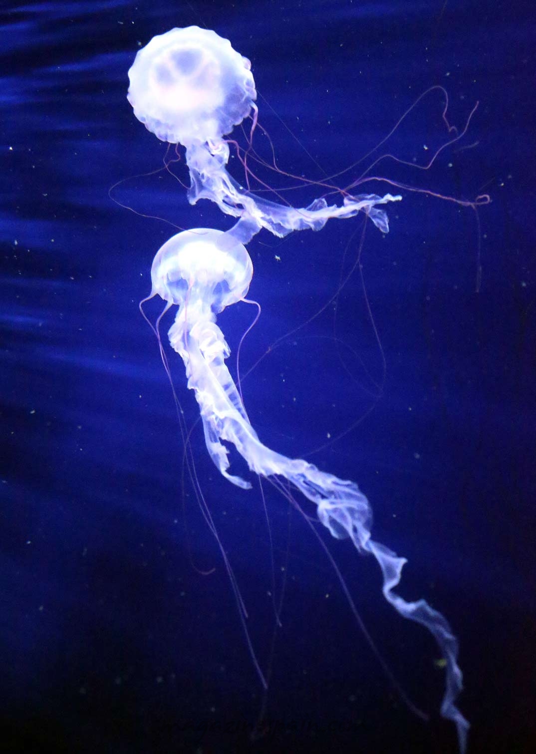 La belleza de las medusas luciérnagas