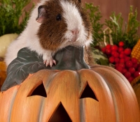 Cobaya