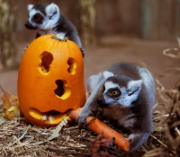 Lemurs