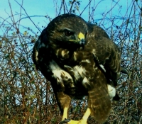 aguila ratonera (buteo buteo), adulto sobre uno de sus diversos posaderos.