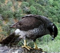 azor (accipiter gentilis) buscando restos de comida en un posadero de grandes rapaces.