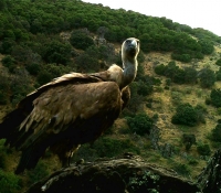 buitre leonado (gyps fulvus) esperando que haga mas calor para poder coger las corrientes de aire caliente.