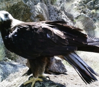 hembra de aguila imperial (aquila adalberti) vigilando su nidada a distancia.