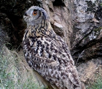 hembra de buho real (bubo bubo) en sus posadero de día.