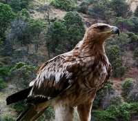 Juvenil de Águila Imperial (Aquila Adalberti) practicando sus funcion de control biológico.
