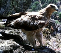 Juvenil de Águila Imperial (Aquila Adalberti) utilizando los posaderos del territorio de caza de sus progenitores.