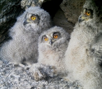 pollos de buho real (bubo bubo)con 42 dias de vida, esperando su ceba.