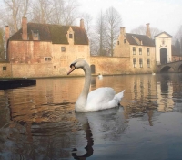 Canales en Brujas