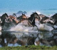 MONGOLIA CABALLOS