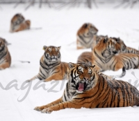 tigres-en-la-nieve-4