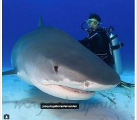 marilo-tiburones-instagram
