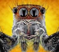 ojos-insectos1.jpg