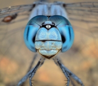 ojos-insectos2.jpg