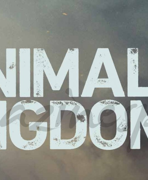 La familia puede convertirse en una jugosa trampa: ‘Animal Kingdom’, segunda temporada