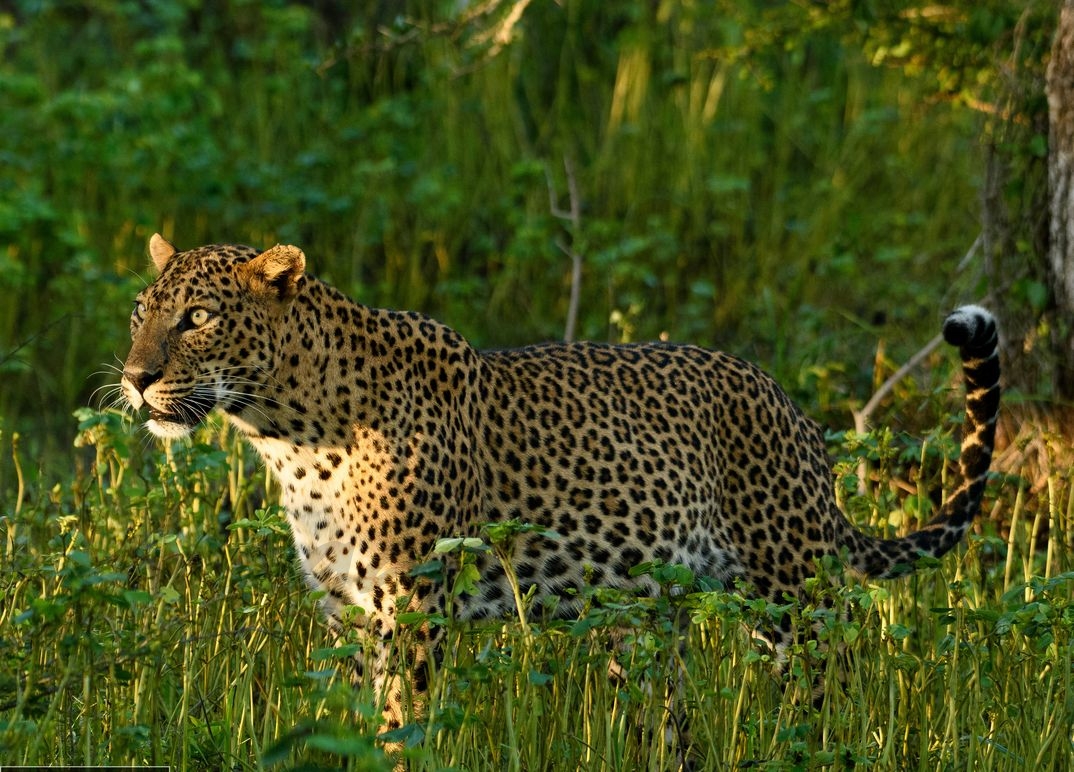 Sri Lanka