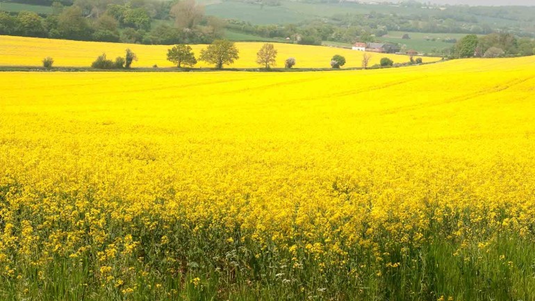 Bienvenidas…¡Bodas de primavera!
