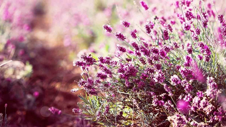 ¿Qué se lleva esta primavera?