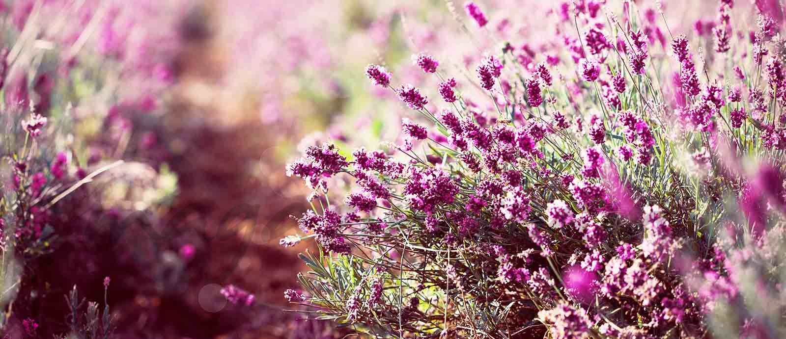 ¿Qué se lleva esta primavera?