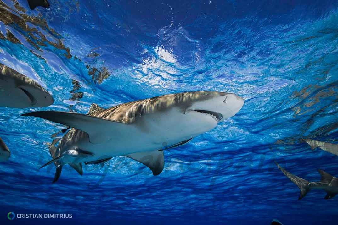 Buceo Tiburones - Bahamas © Christian Dimitrius/ Bahamas Ministry of Tourism