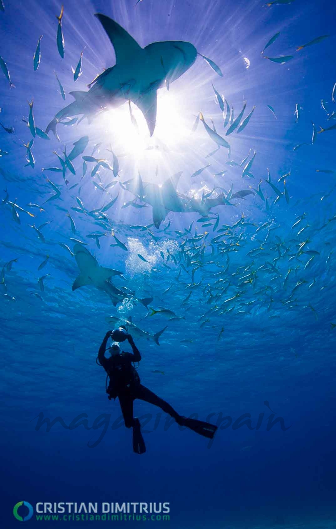 Buceo Tiburones - Bahamas © Christian Dimitrius/ Bahamas Ministry of Tourism