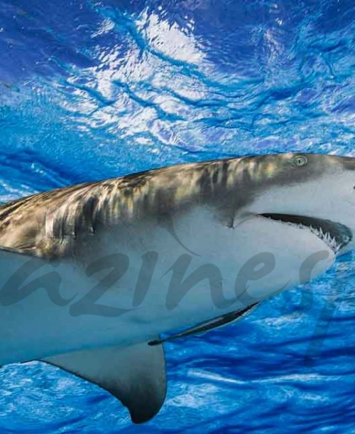 Bucea con tiburones en Bahamas