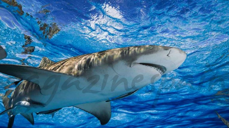 Bucea con tiburones en Bahamas