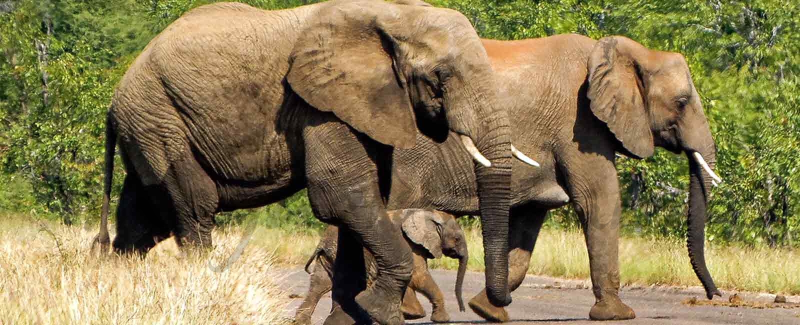 Todo es posible en Sudáfrica: Parque Kruger