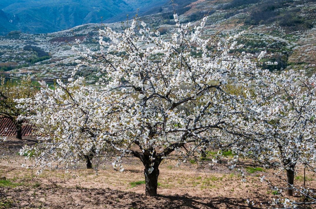 Floración en el Valle del Jerte